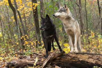 Black Phase and Grey Wolves (Canis lupus) Stand Atop Log Looking Left Autumn