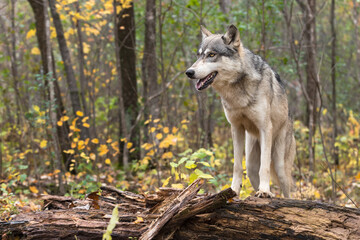 Grey Wolf (Canis lupus) Front Paws Atop Log Looking Left Autumn