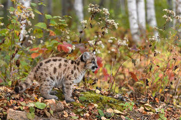 Naklejka na ściany i meble Cougar Kitten (Puma concolor) Crouches on Rocks Looking Right Autumn