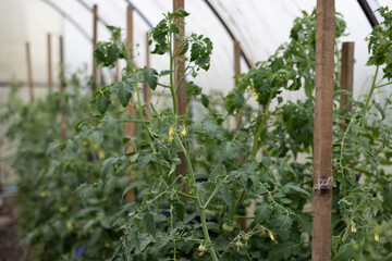 A row of tomatoes growing in a greenhouse in a vegetable garden. Juicy trunk of green tomatoes grow in a greenhouse. Tall flowering tomatoes in the summer in a greenhouse.