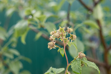 Green raspberries ripen on a bush in summer. Close-up. After the rain, young raspberries are hanging on the bush covered with drops of water. All kinds of berries in the garden.