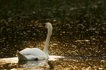 mute swan cygnus olor