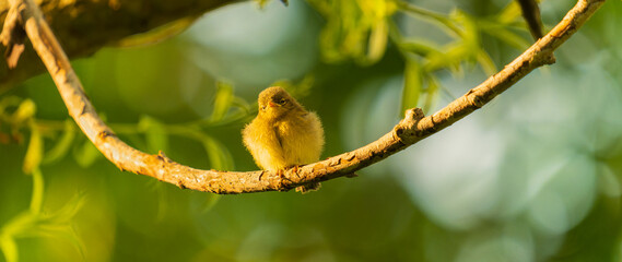 caterpillar on a branch