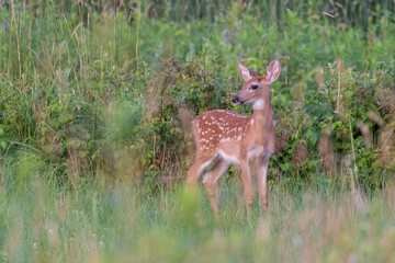 white tailed deer baby in early summer