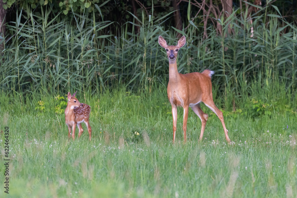 Wall mural white tailed deer mother and baby