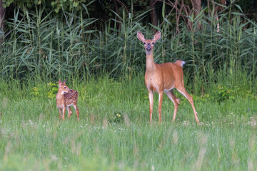 white tailed deer mother and baby