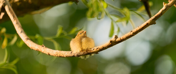 bird on a tree branch