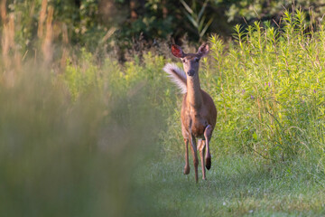 white tailed deer doe in summer
