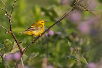  yellow warbler (Setophaga petechia)