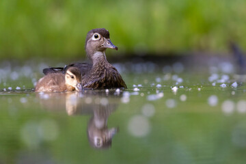 Wood duck mother with babies