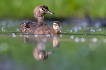 Wood duck mother with babies
