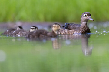 Wood duck mother with babies