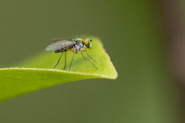 long legged fly (Condylostylus sipho)