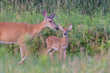 Wood duck baby in summer 