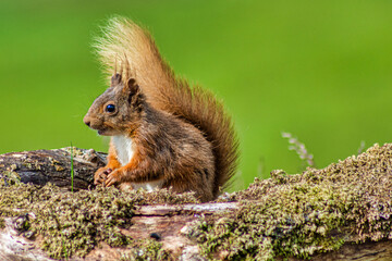 Red Squirrel