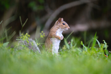 Curious beautiful wild gray squirrel looking up on green grass in summer town park