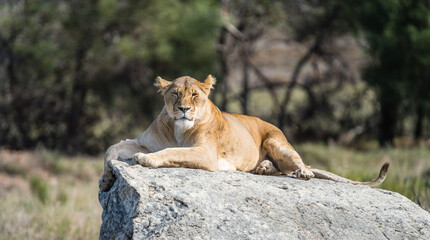 Fototapeta na wymiar Queen of the Wilderness: Majestic Lioness Locking Eyes with the Camera - Powerful Gaze, Regal Grace, Captivating Wildlife Portrait