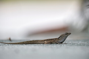 Macro closeup of blown alone lizard warming on summer sun. Anolis sagrei small reptile in native to Florida USA