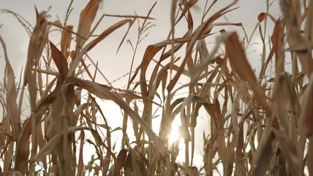 Stalks of dried corn plants in field sway peacefully in wind against background of evening sky. Sun breaks through leaves, creating glare on warm autumn day.