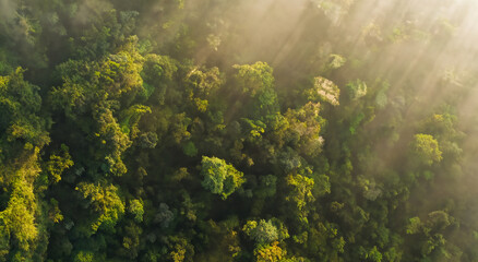 Fototapeta na wymiar aerial view of the amazon forests in a beautiful sunrise