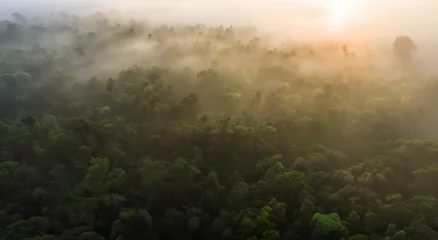 Fototapete Brasilien aerial view of the amazon forests