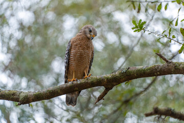 The red-shouldered hawk bird perching on a tree branch looking for prey to hunt in summer forest