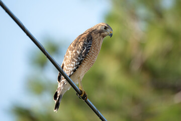 The red-shouldered hawk bird perching on electric cable looking for prey to hunt