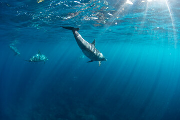 dolphins in the sea