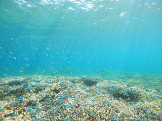 Fototapeta premium 沖縄の水中、サンゴと熱帯魚