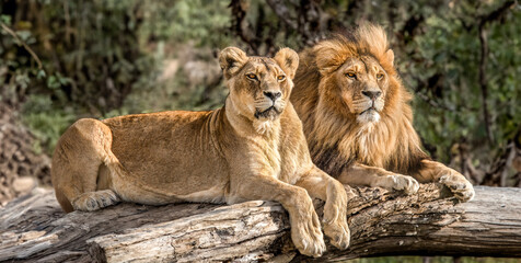 Serenity in the Wilderness: Captivating Image of a Loving Lion Couple - Majestic Unity, Powerful Affection, Wild Romance