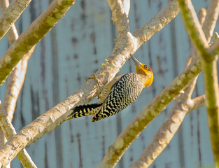 Golden Cheeked Woodpecker forages for food in a tree in Mexico