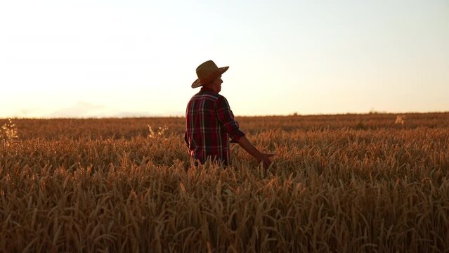 Mature farmer in a straw hat and checkered shirt walks in the wheat plantation. Man caresses the ears of corn while walking. Sunset in the field.