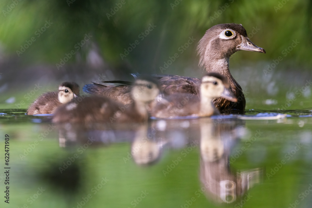 Canvas Prints Wood duck mother with babies