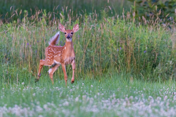 white tailed deer baby in early summer