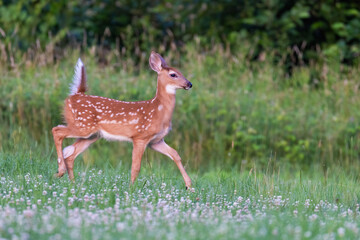 white tailed deer baby in early summer - Powered by Adobe