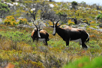 Naklejka na ściany i meble Africa- Close Up of Two Wild Beautiful Bontebok Antelope in the South African Wilderness