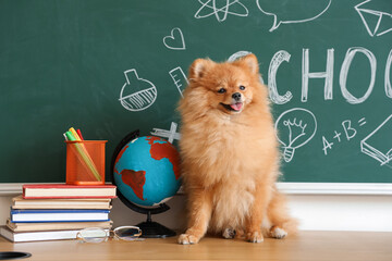 Pomeranian dog with school supplies on table near chalkboard