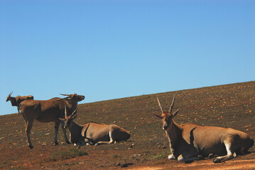 Africa- Close Up of Four Wild Cape Elands Grazing on a Hill