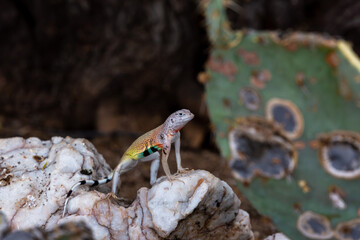 Adult male zebra-tailed lizard, Callisaurus draconoides, perched on a quartz rock in the Sonoran Desert. A medium sized lizard with beautiful and colorful markings. Pima County, Tucson, Arizona, USA.