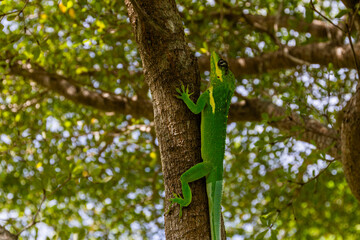 knight anole. The knight anole is the largest species of anole in the Dactyloidae family. Other common names include Cuban knight anole or Cuban giant anole, highlighting its native country, but it ha