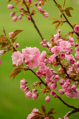 East Asian Cherry Flowers