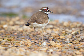 Killdeer standing on pebbles near water, back view.