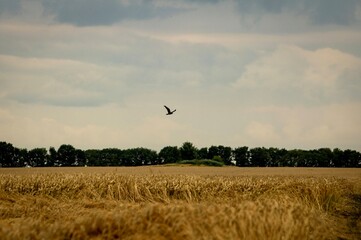 flying in the sky above wheat field