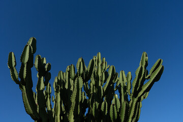 cactus in the sky