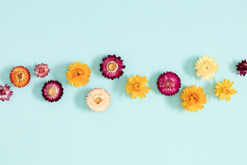 Flowers composition. Floral background pattern. Flat lay, top view of beautiful multi-colored dry flowers on pastel blue background