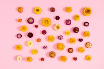 Floral background pattern. Flat lay, top view of beautiful multi-colored dry flowers on pink background
