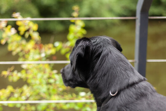 Black Labrador Retriever in the garden, shallow depth of field
