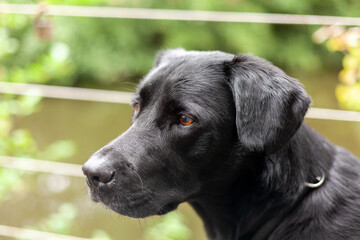 Portrait of a black labrador retriever dog in a garden