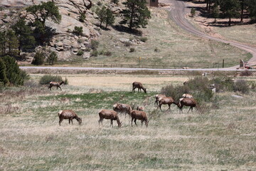 Herd of Elk