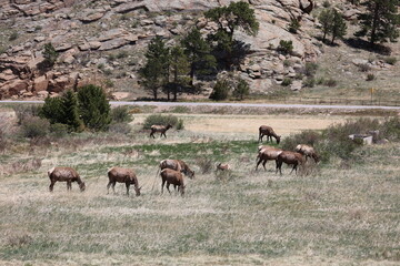 Naklejka na ściany i meble Herd of Elk